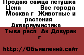 Продаю самца петушка › Цена ­ 700 - Все города, Москва г. Животные и растения » Аквариумистика   . Тыва респ.,Ак-Довурак г.